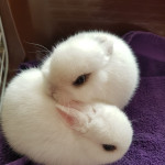 2 cute female Netherland dwarf bunnies for sale