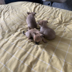 3 Miniature Chihuahuas for sale