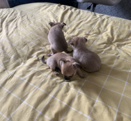Pets  - 3 Miniature Chihuahuas for sale