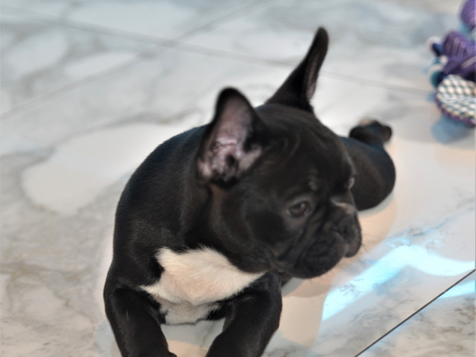 Lovable Frenchton Pups for sale