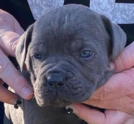 Pets  - Male cane corso pup rehoming