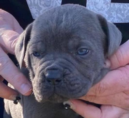 Male cane corso pup rehoming