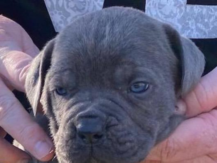 Male cane corso pup rehoming