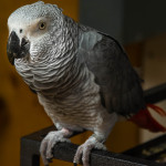 Smart Vocabulary Intelligent Independent Hand Reared African Grey Parrot & Cage For Sale