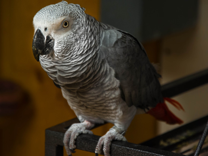 Smart Vocabulary Intelligent Independent Hand Reared African Grey Parrot & Cage For Sale