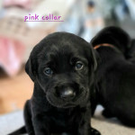 KC registered black lab puppies