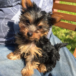 Very Tiny Pure Breed Yorkshire Terrier