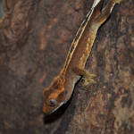 Crested gecko juveniles for sale in Exeter! £35 each