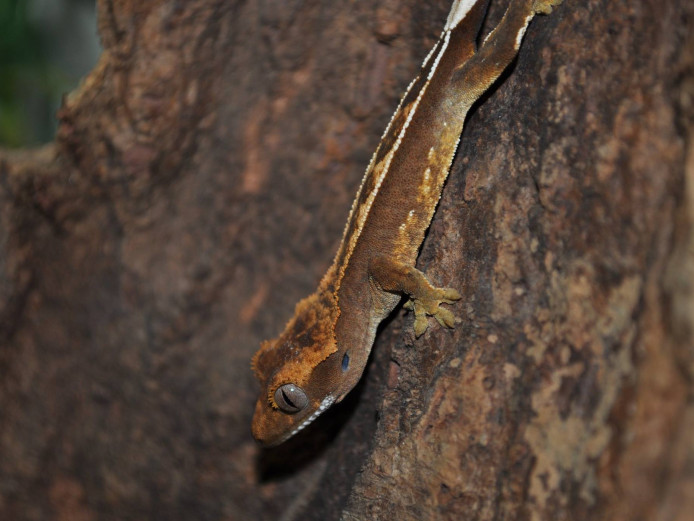 Crested gecko juveniles for sale in Exeter! £35 each