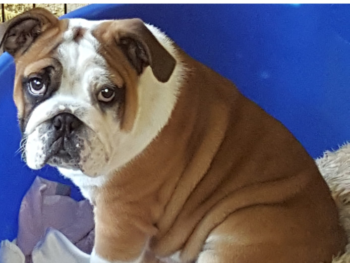13week old tan/white with black patch on eye male bulldog