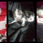 Maine coon / Bengal kittens for sale 