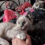 Beautiful blue point mitted boy ragdoll available now