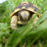 Hermann/ Ibera spur thighed/Tunisian spur thighed tortoise hatchlings