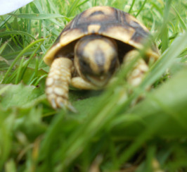Hermann/ Ibera spur thighed/Tunisian spur thighed tortoise hatchlings