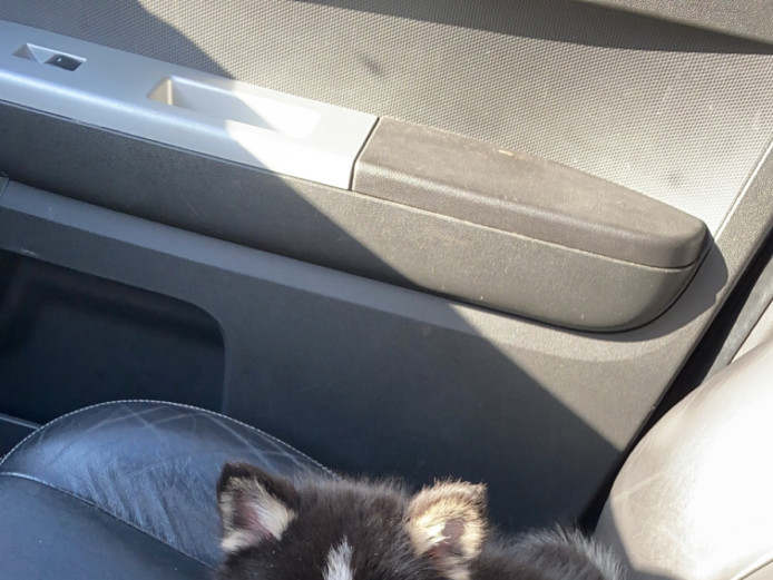 3 Month Old Pomsky Puppy