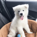 Stunning samoyed puppies for sale 