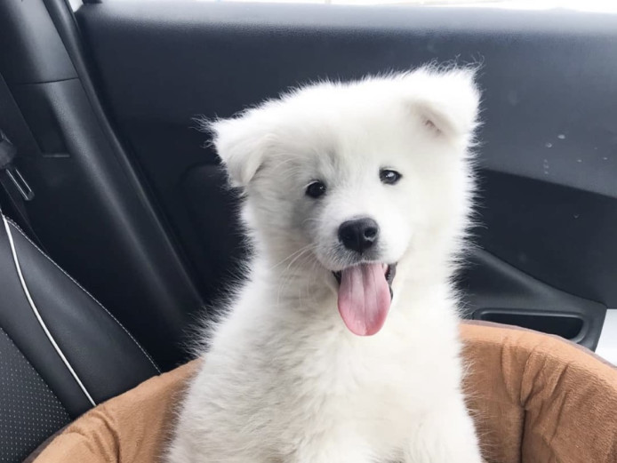 Stunning samoyed puppies for sale 