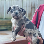American pocket bully’s puppies ready now