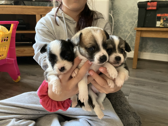 Chihuahua x papajack puppies 