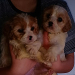 Cavapoo gorgeous girls available 