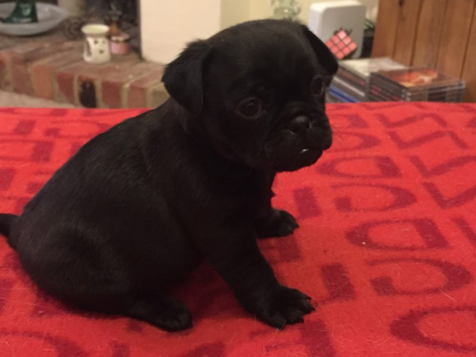 Stunning Jug X Pug Puppies For Sale | Jug for Sale | Hampshire | Mypetzilla