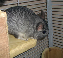 Chinchillas A selction of Colours and Ages