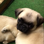 Gorgeous Pedigree Pug Puppies for Sale