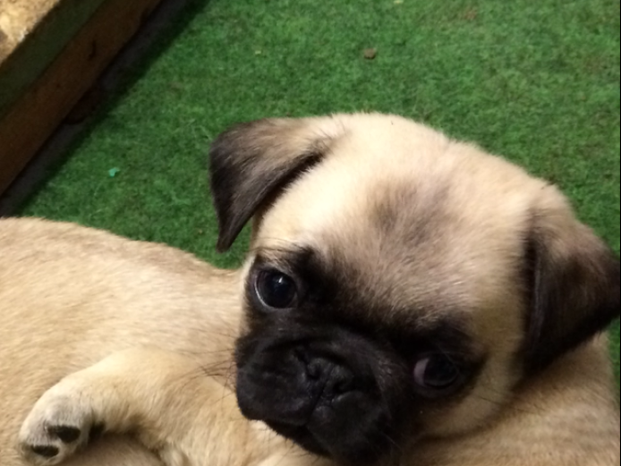 Gorgeous Pedigree Pug Puppies for Sale