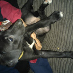 LURCHER PUPPIES FOR SALE 
