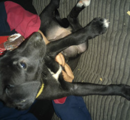 Pets  - LURCHER PUPPIES FOR SALE 