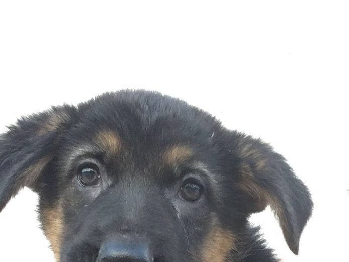 german shepher puppies for sale