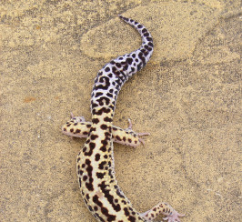 Male Jungle Mack Snow Het Radar Leopard Gecko #2