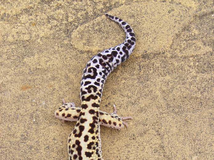Male Jungle Mack Snow Het Radar Leopard Gecko #2