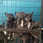 Gorgeous Blue French Bulldog Puppies