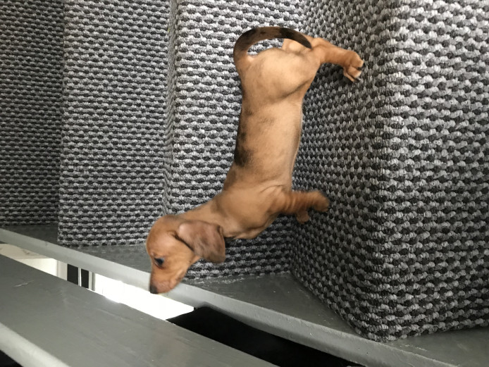 Dachshund puppies miniature 
