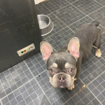 Male blue and tan french bulldog 