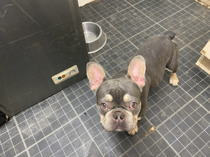 Male blue and tan french bulldog 
