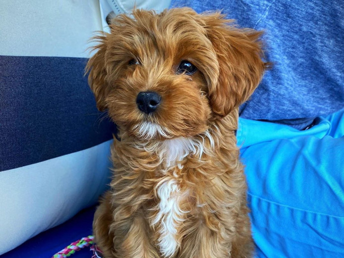  Cavapoo Puppies Available 