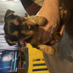 Gorgeous Yorkshire terrier puppy looking for her forever home