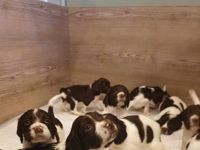 Rare & Exceptional litter of 9 KC English Springer Spaniel Pups
