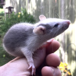 Baby Fancy Rats For Sale
