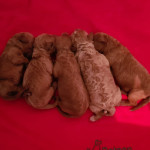 BORDOODLES/COLLIEPOO PUPPIES (HEALTH TESTED)