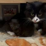 4 healthy female kittens- 2 pure black - ready 6th July 