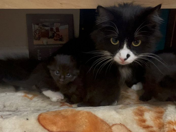 4 healthy female kittens- 2 pure black - ready 6th July 