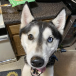 2 year old PUREBRED Siberian Husky MULTICOLORED EYES for Adoption!!!- 