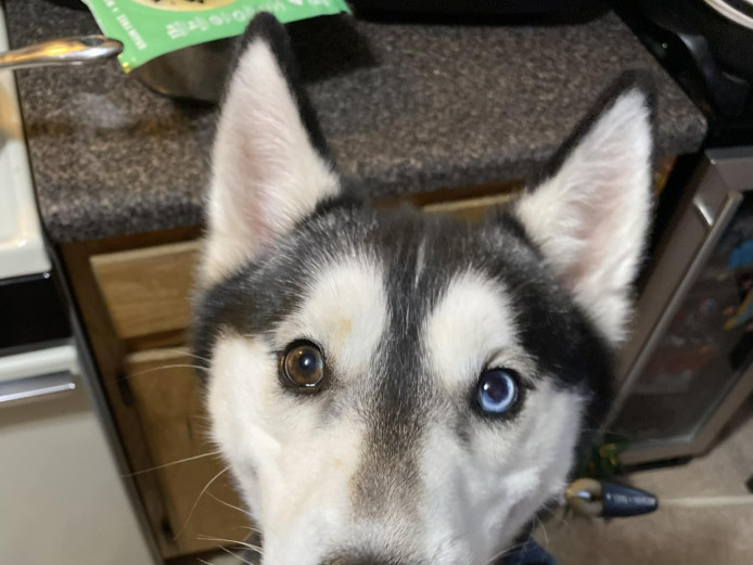 2 year old PUREBRED Siberian Husky MULTICOLORED EYES for Adoption!!!- 