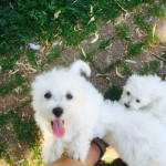 home reared potty trained  Coton De Tulear Dog puppies
