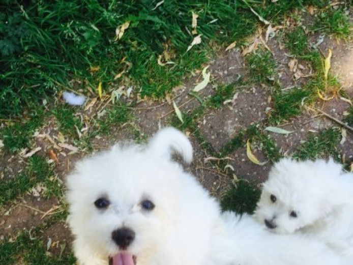 home reared potty trained  Coton De Tulear Dog puppies