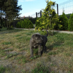 Lovely Cane Corso puppies Blue/brindle with lovely eyes 