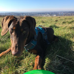 Friendly 1-year old Doberman pup for sale with lots of extras